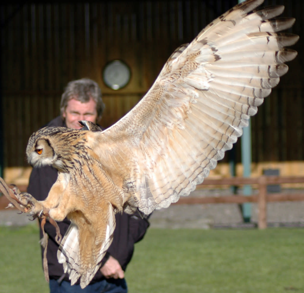 Owl landing