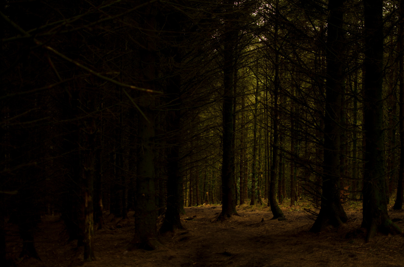 The deep dark woods