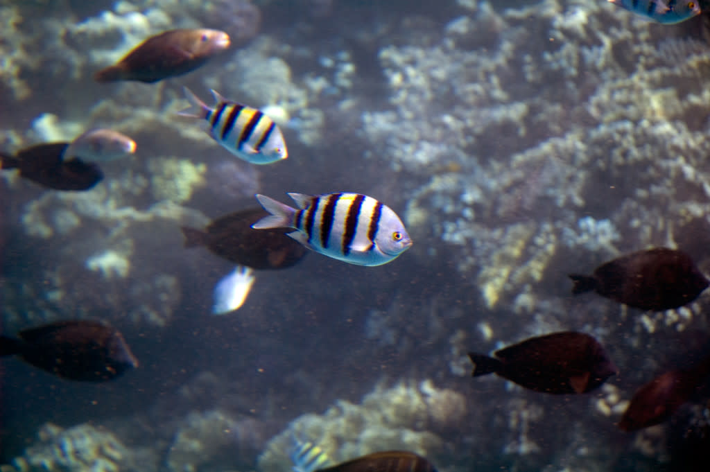 Underwater photography