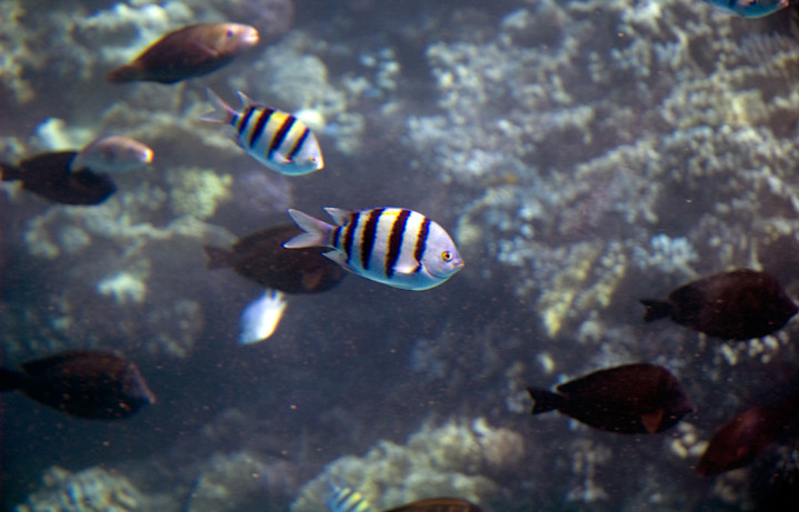 Underwater photography