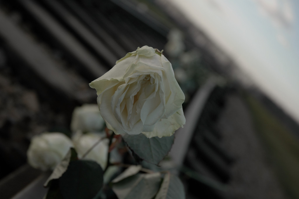 Wilting Rose - Auschwitz