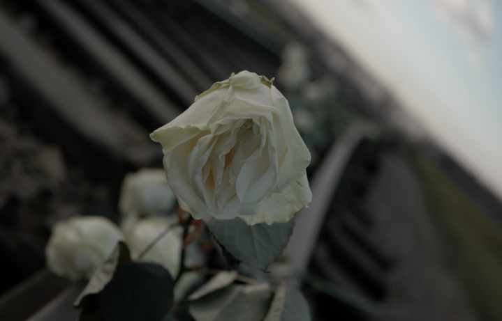 Wilting Rose - Auschwitz