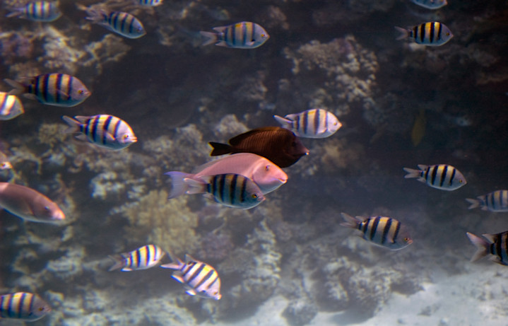 Underwater Photography - Egypt - Honeymoon