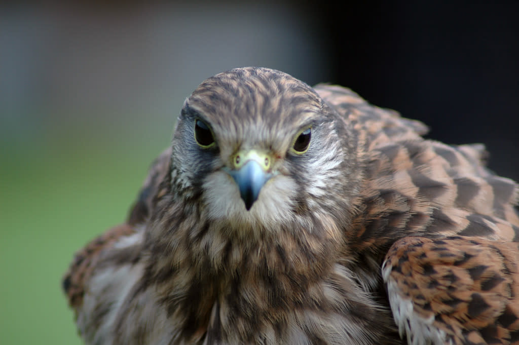 What you looking at?