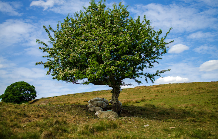 Happy Sheep - Ogden Reservoir