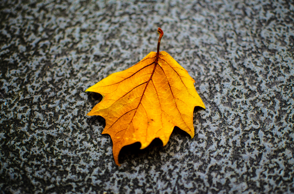 Autumn Leaves
