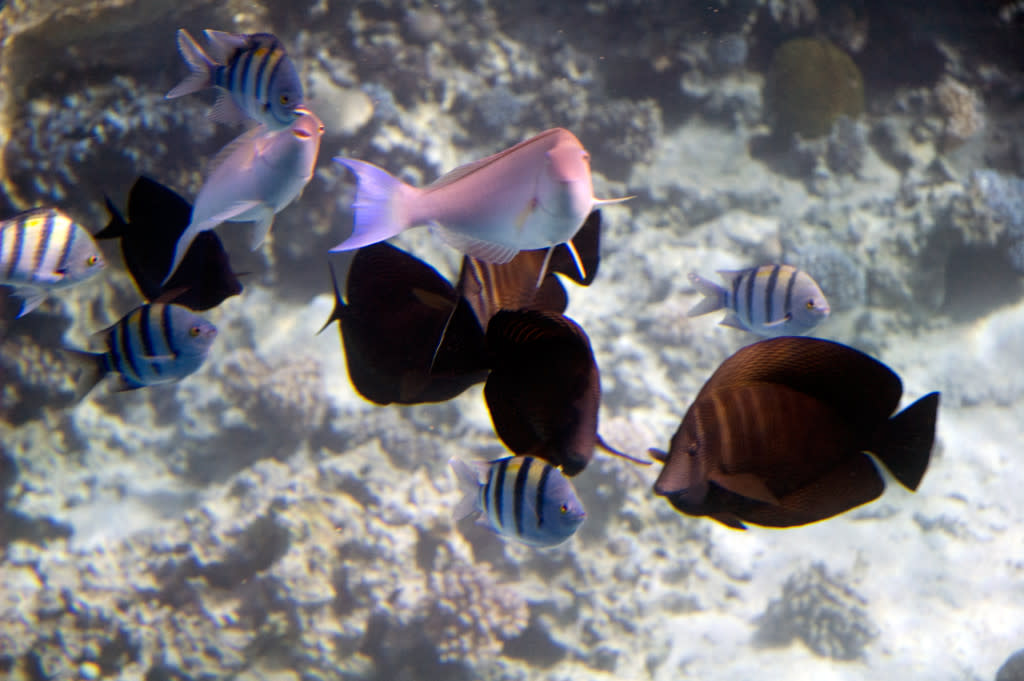 Underwater photography - Egypt - Honeymoon