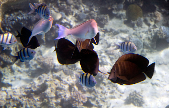 Underwater photography - Egypt - Honeymoon