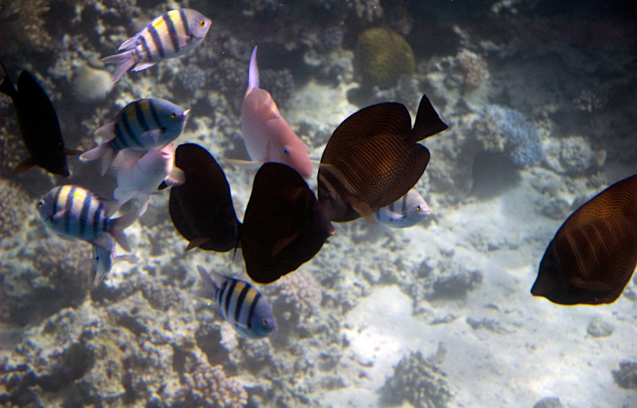 Underwater Photography - Egypt