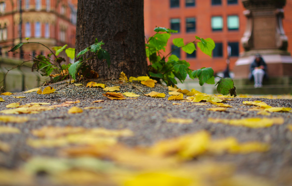 Autumn Leaves