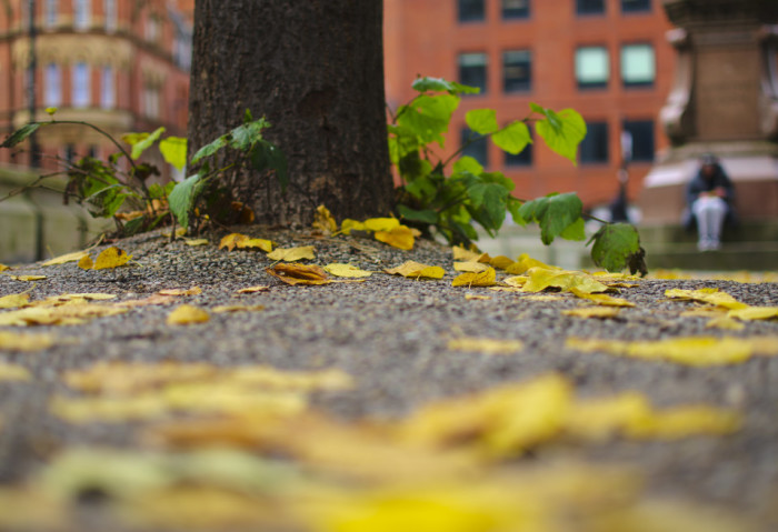 Autumn Leaves