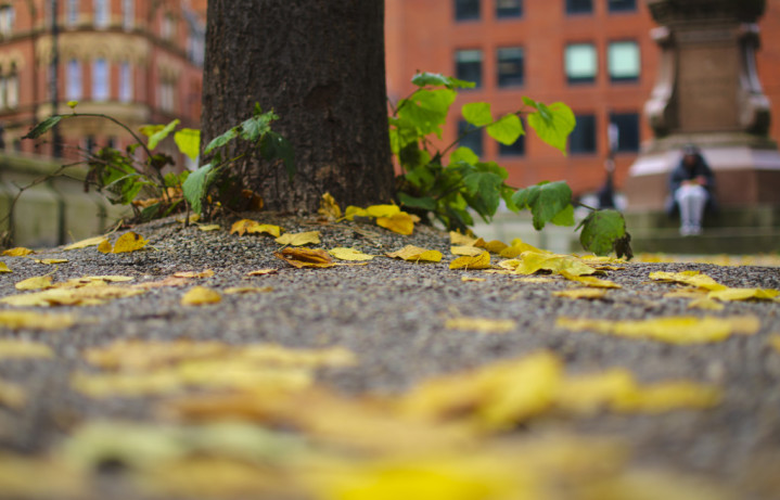 Autumn Leaves