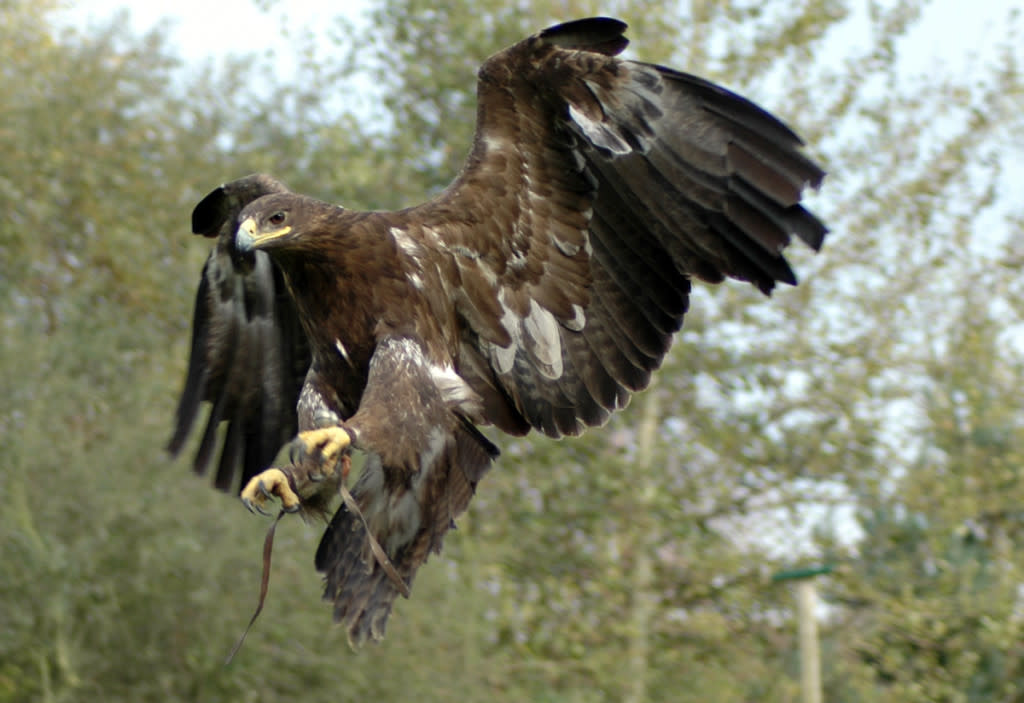Landing - Falconry Day