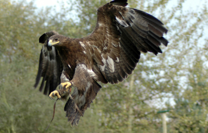 Landing - Falconry Day