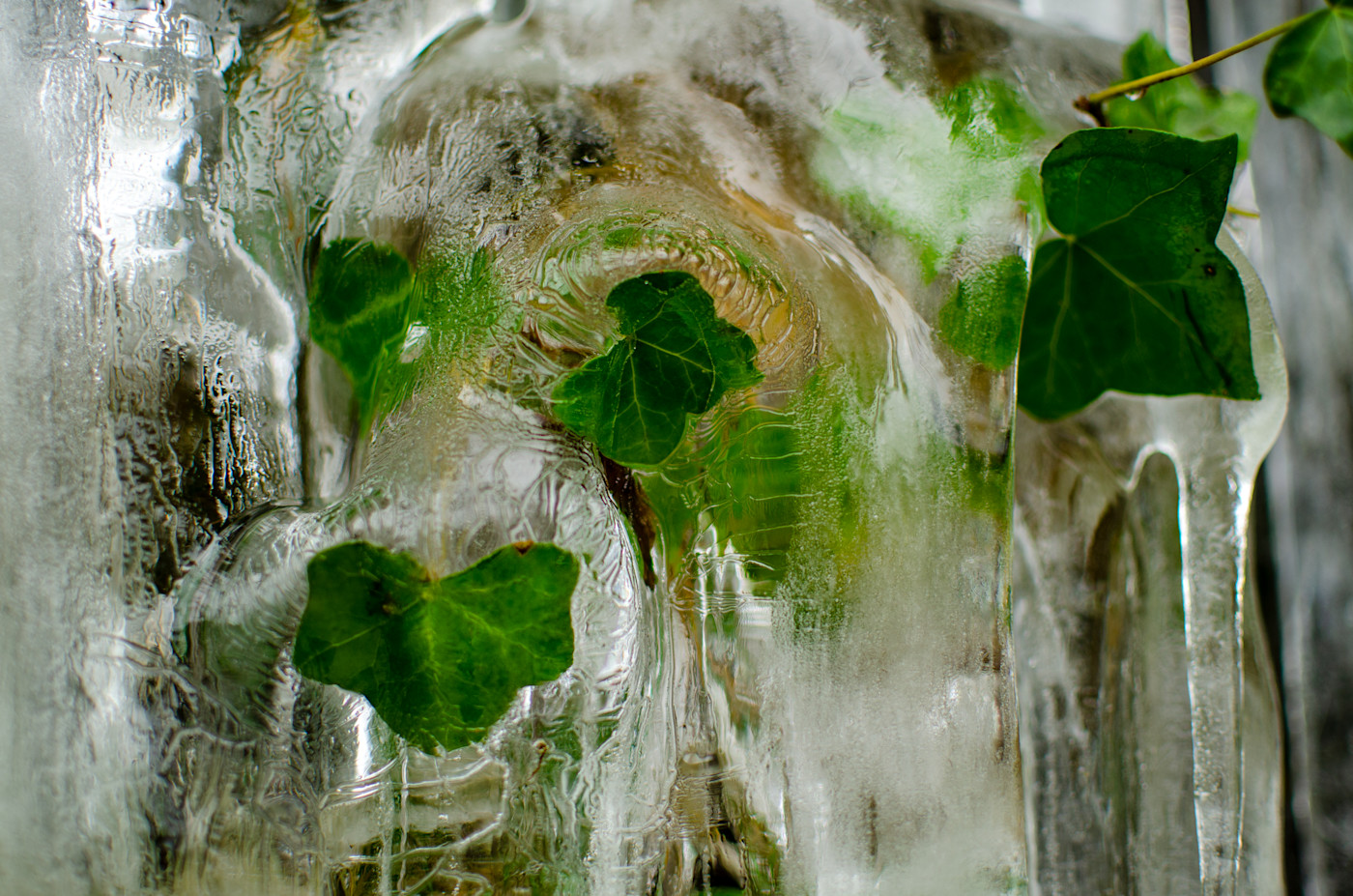 Frozen Ivy - Crompton Moor