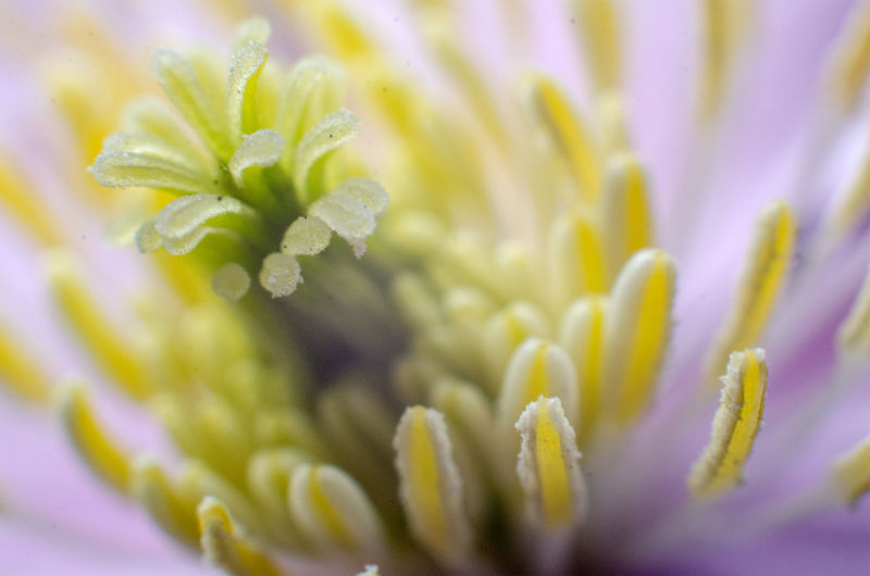 Macro - Flower - Pollen