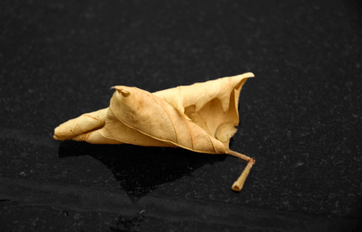 Fallen leaf