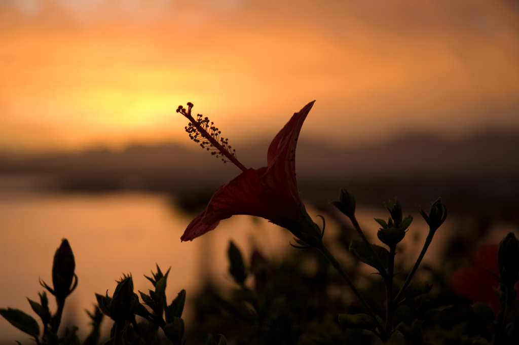 Flower at sunset - Egypt - Honeymoon