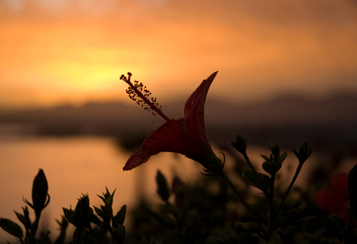 Flower at sunset - Egypt - Honeymoon