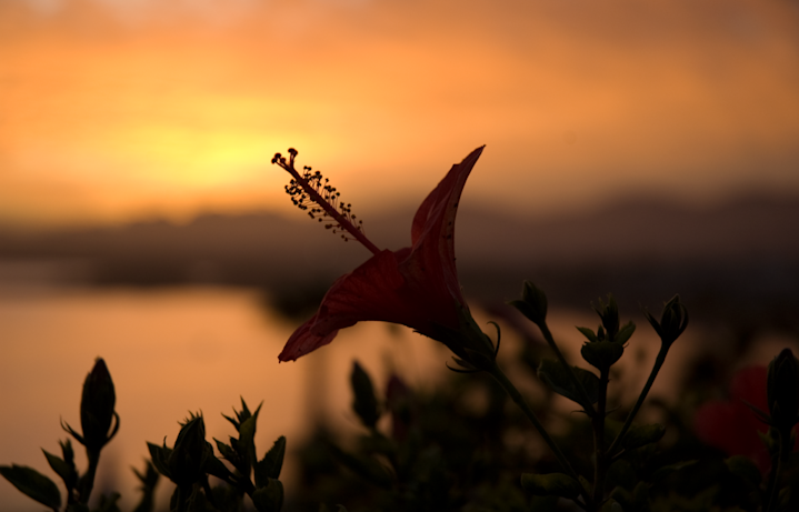 Flower at sunset - Egypt - Honeymoon