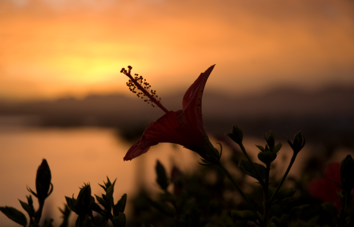 Flower at sunset - Egypt - Honeymoon