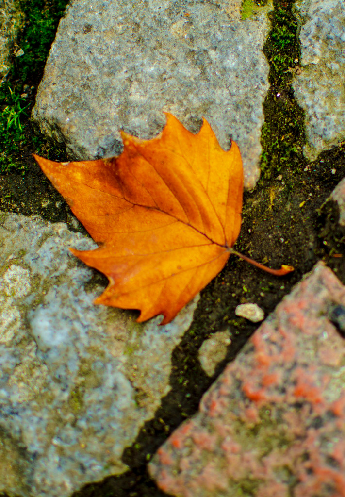 Autumn Leaves