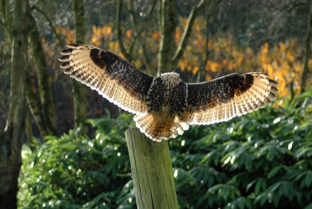 Wings spread - Falconry