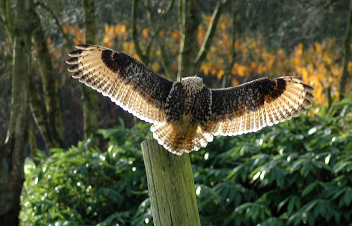 Wings spread - Falconry