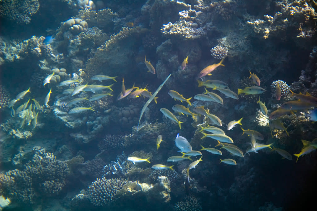 Underwater photography - Egypt - Honeymoon