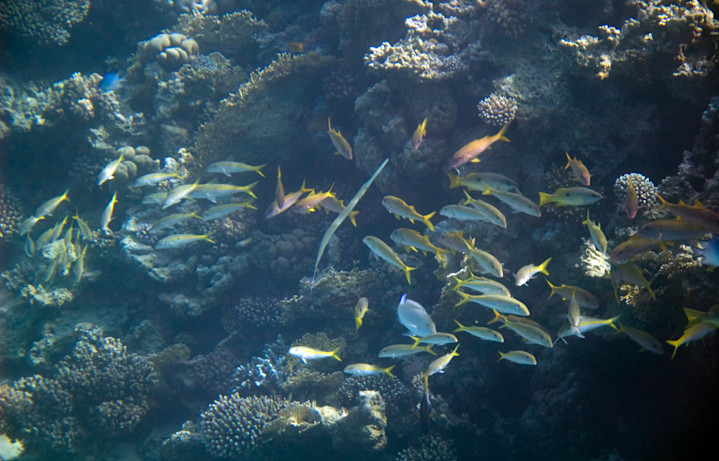 Underwater photography - Egypt - Honeymoon