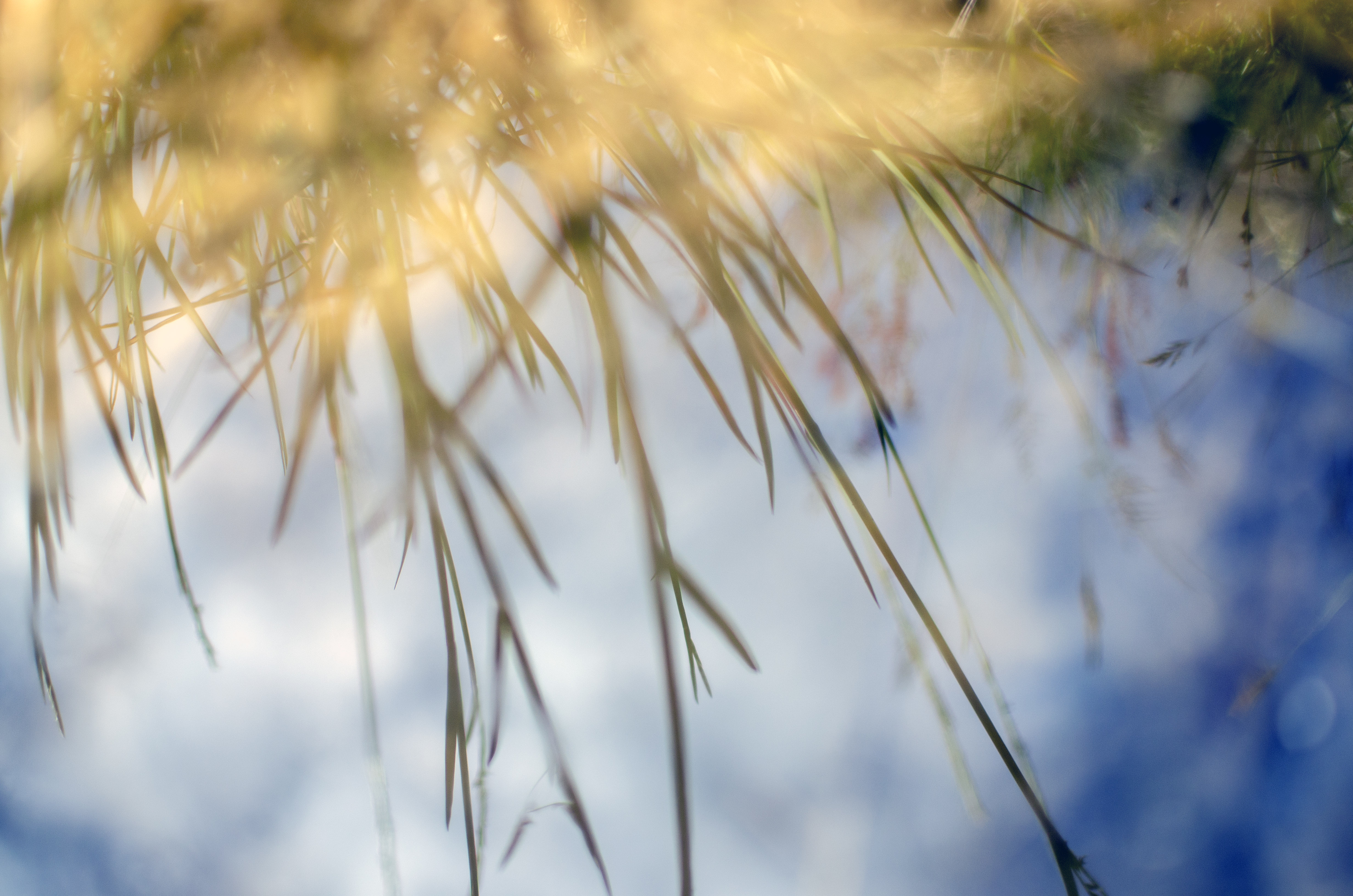 Grass reflecting in still water
