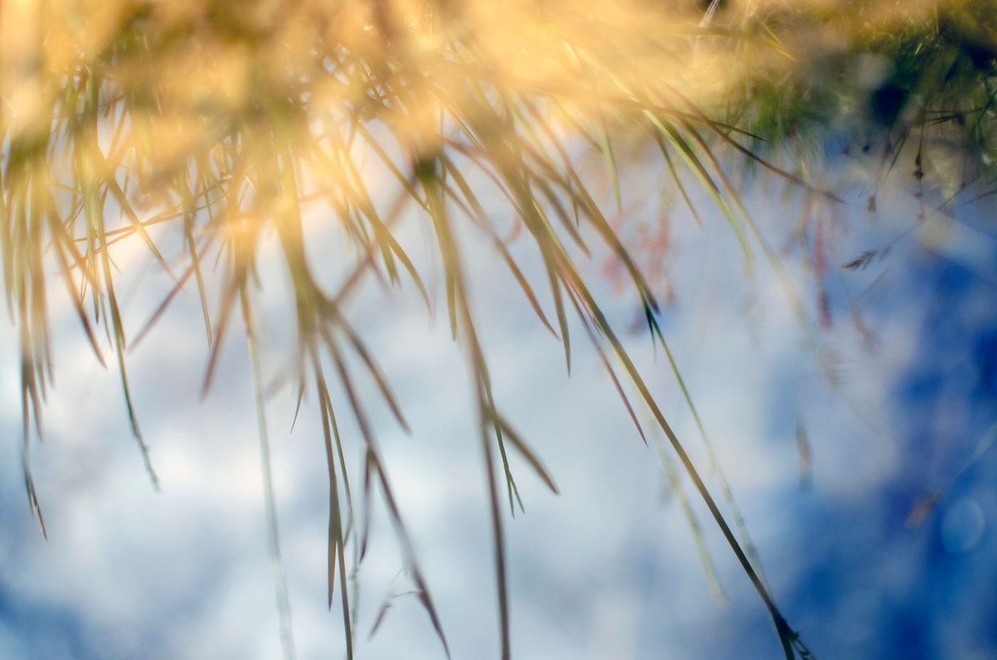 Grass reflecting in still water