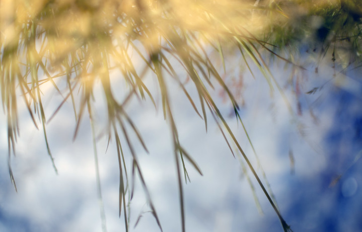 Grass reflecting in still water