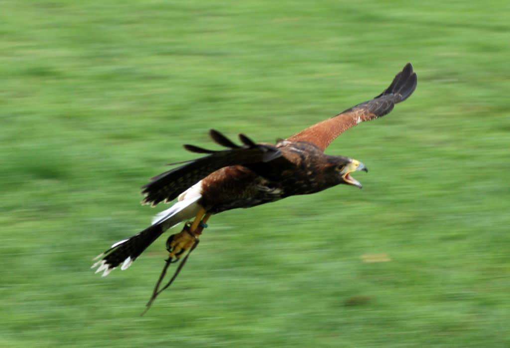 In flight
