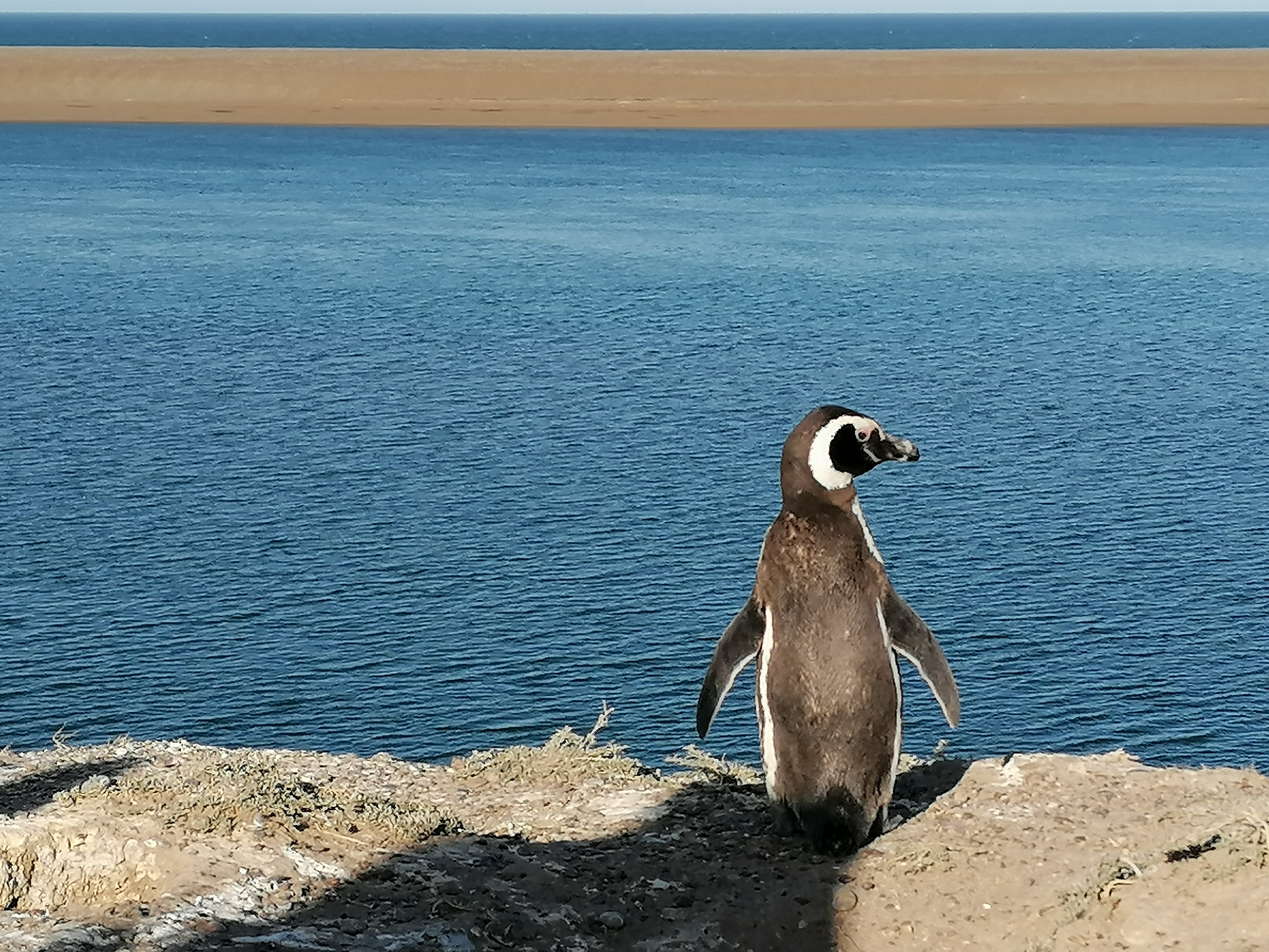 pingüino en la peninsula valdes en Argentina