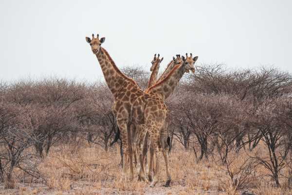 Jirafas en Kalahari en Namibia