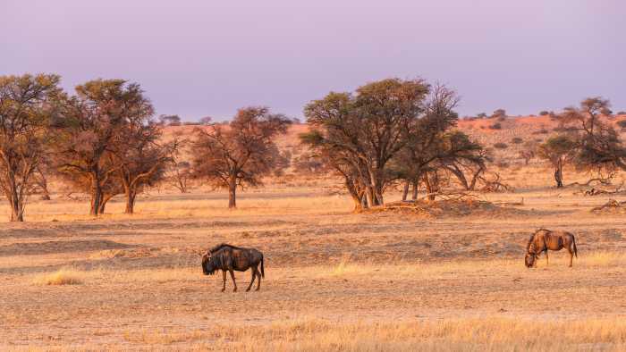 Animales en el Desierto del Kalahari en Namibia