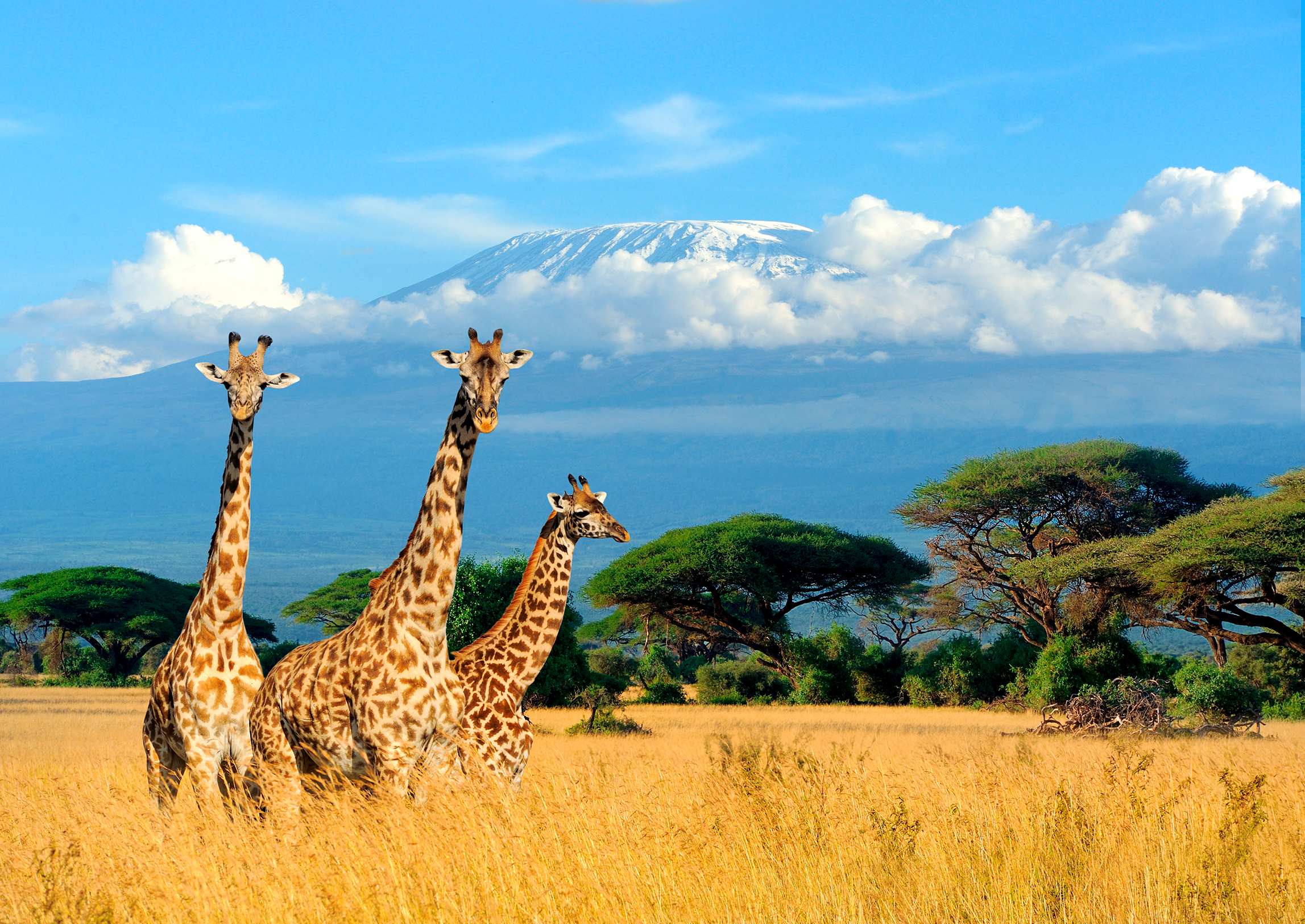 jirafas en el Parque Nacional Amboseli con vistas al Kilimanjaro en Kenia jirafas en el Parque Nacional Amboseli con vistas al Kilimanjaro en Kenia