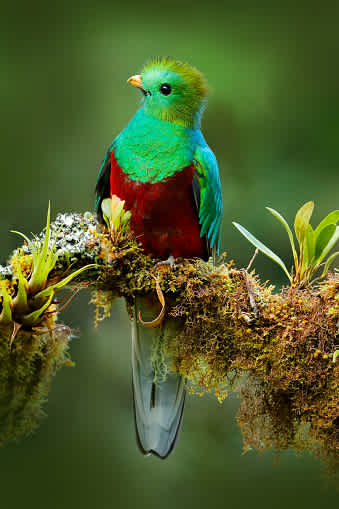 Quetzal en Costa Rica