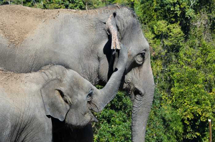 Elefantes en Chiang Mai en Tailandia