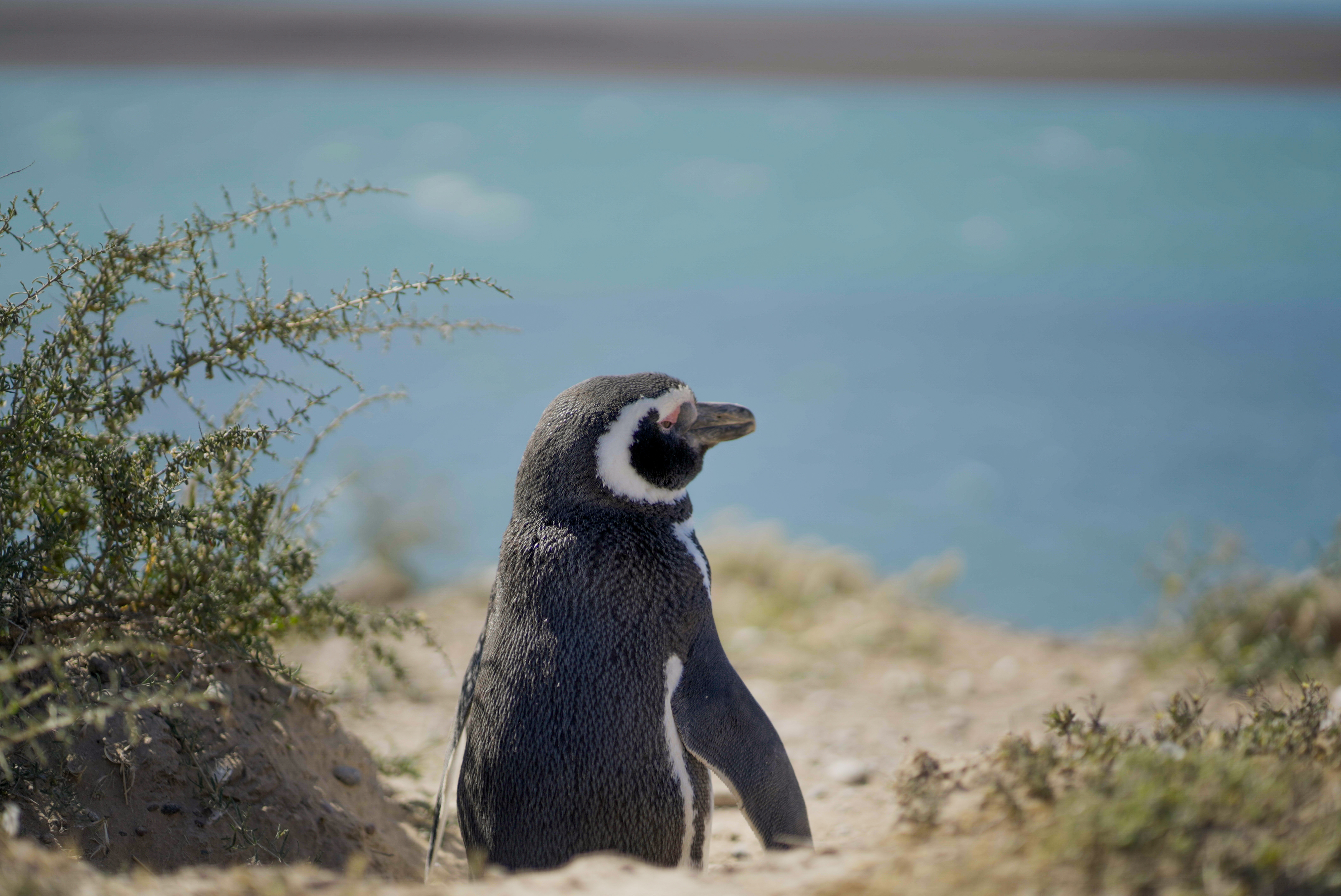 Pingüinera en Ushuaia 