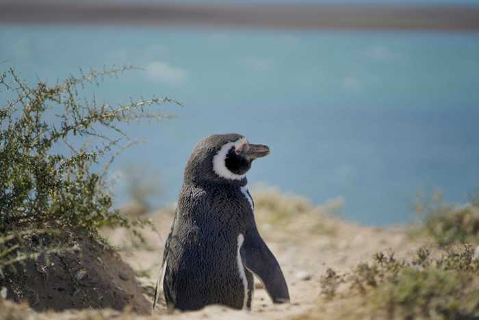 Argentina-Ushuaia Pingüinera en Ushuaia