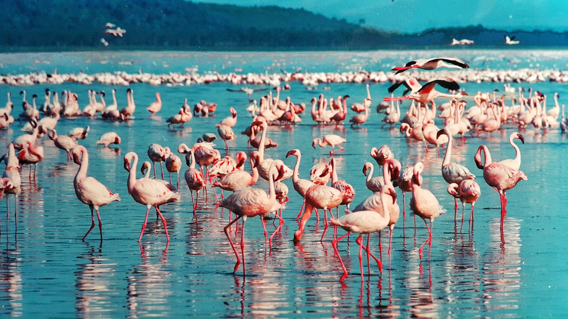 Flamencos rosas en el Lago Nakuru en Kenia