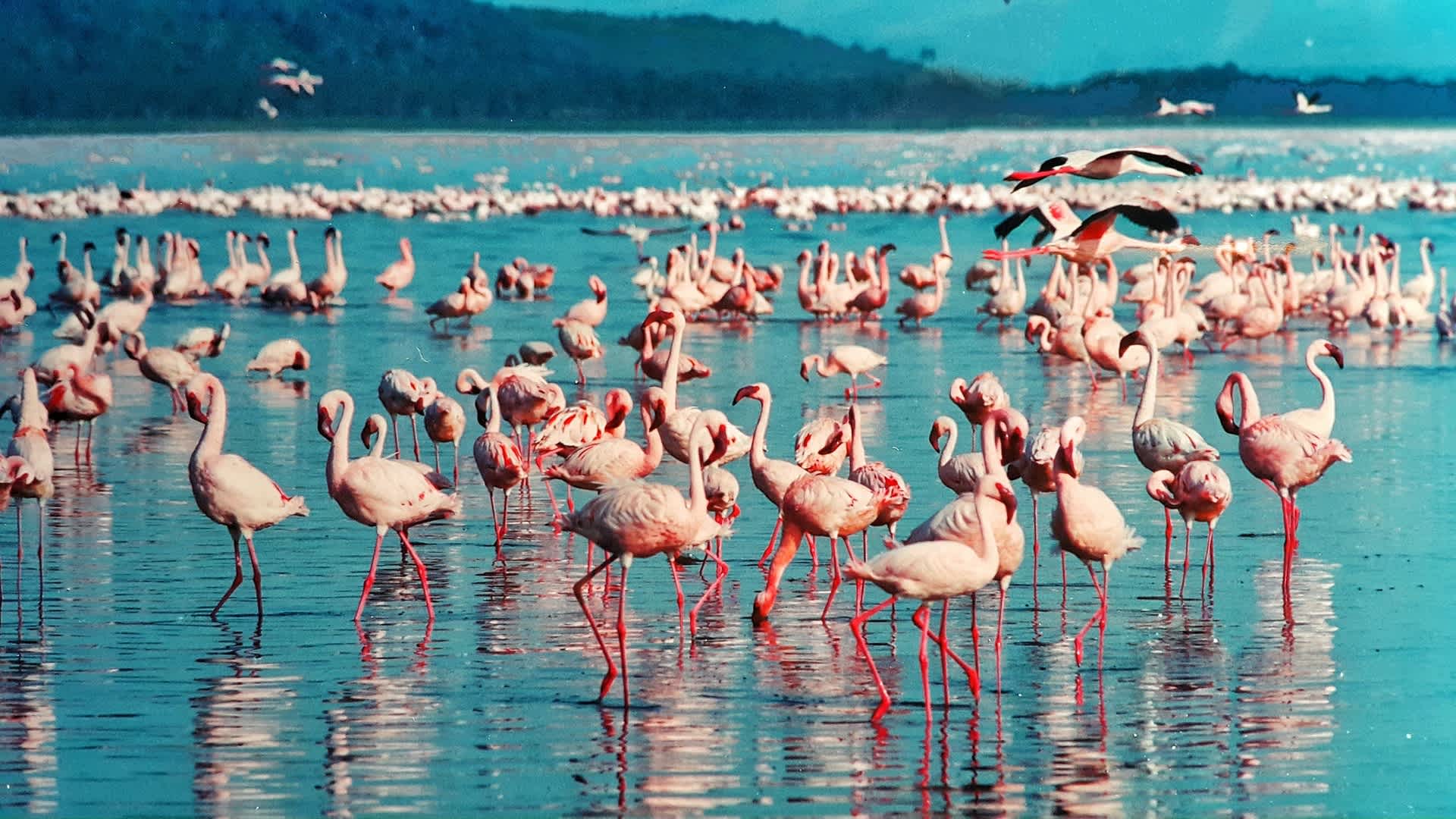 Flamencos rosas en el Lago Nakuru en Kenia
