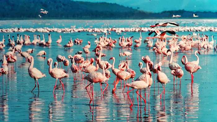 Flamencos rosas en el Lago Nakuru en Kenia Flamencos rosas en el Lago Nakuru en Kenia