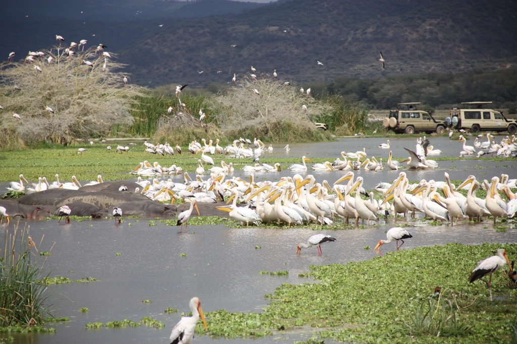 Lago Manyara en Tanzania