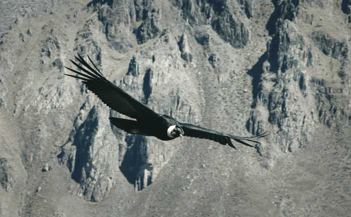 Condor en valle de Colca peru
