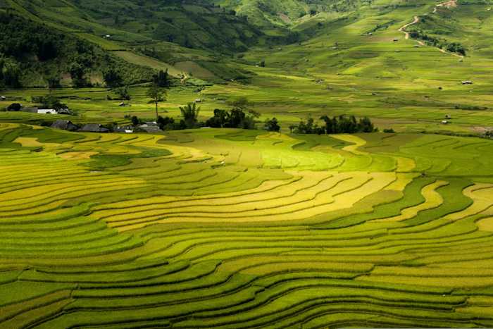 vietnam-lao-cai-terrazas