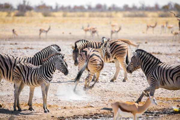 Zebras Parque Nacional Etosha en Namibia