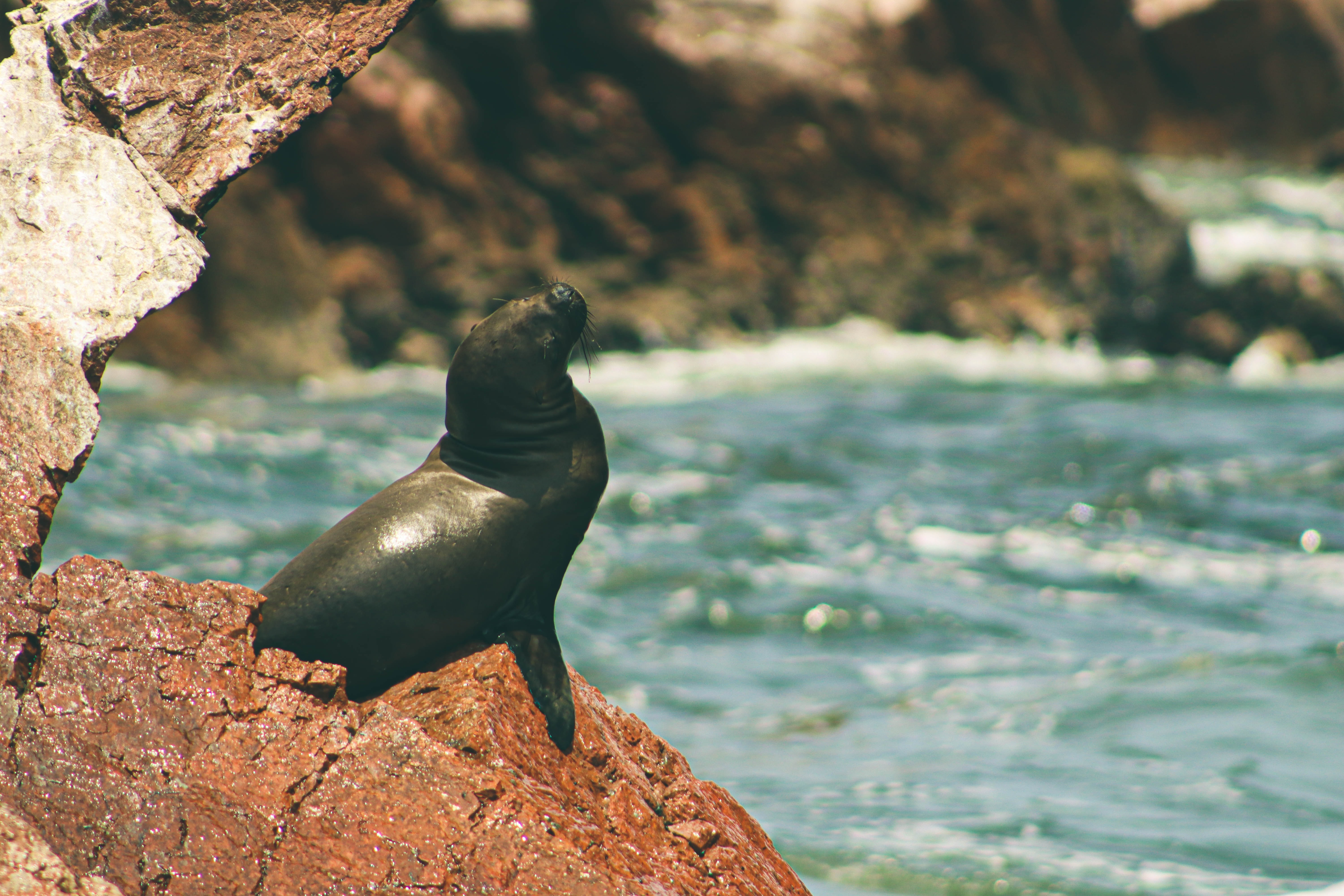 Foca en Paracas Peru